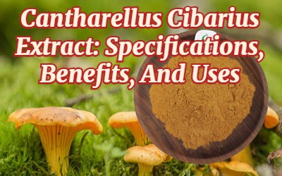 Cantharellus Cibarius'e ekstrakt: spetsifikatsioonid, eelised ja kasutusalad